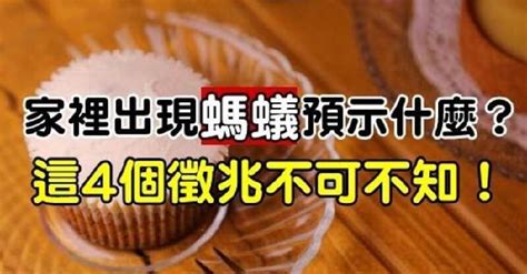 突然出現很多螞蟻|家裡螞蟻很多怎麼辦？專家分享4招驅蟲妙方，不用殺。